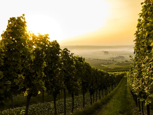 Vineyard Tours in the South Island